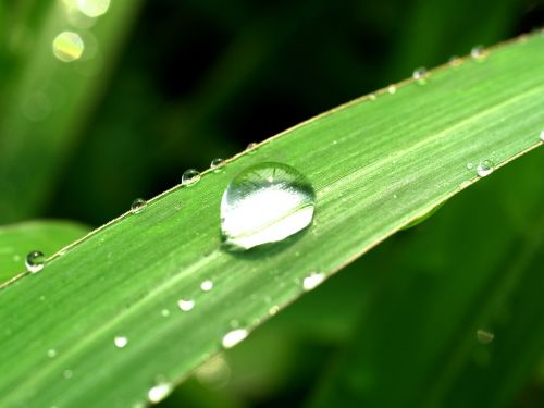 water drops leaf