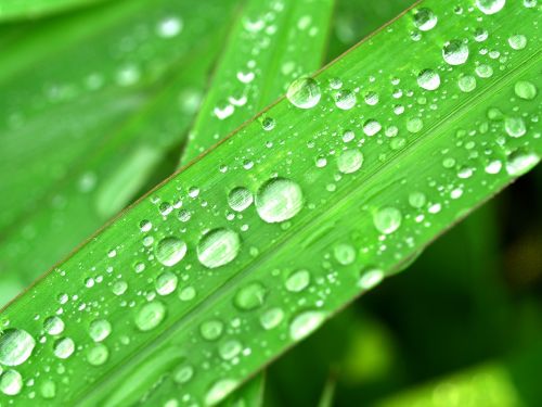 water drops leaf