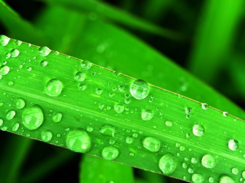 water drops leaf