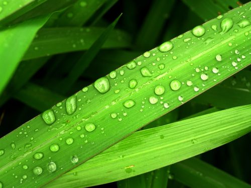 water drops leaf