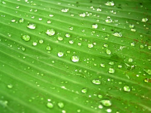 water drops leaf