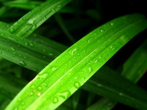 water drops leaf