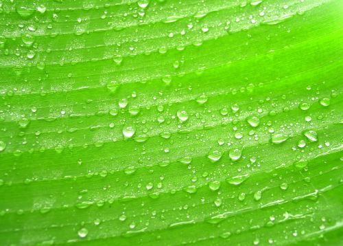 water drops leaf