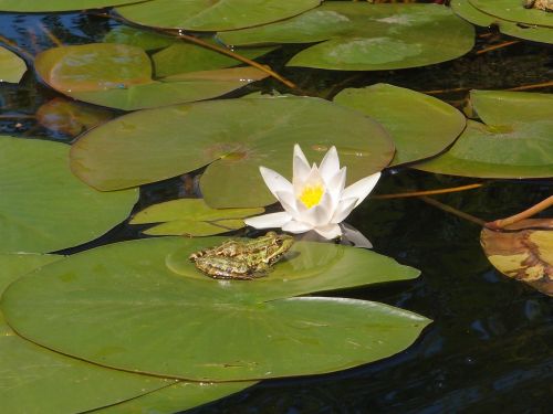 water river water lilies