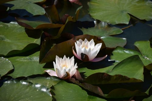 water water lilies waterlilies