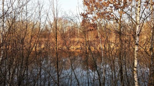 water trees nature