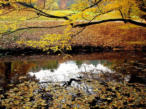 water mirror image forest