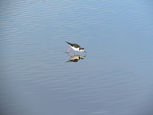 water bird lake