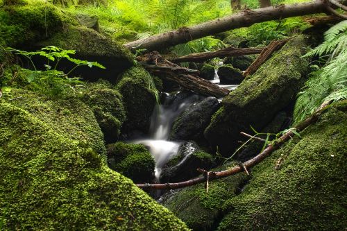 water long exposure forest