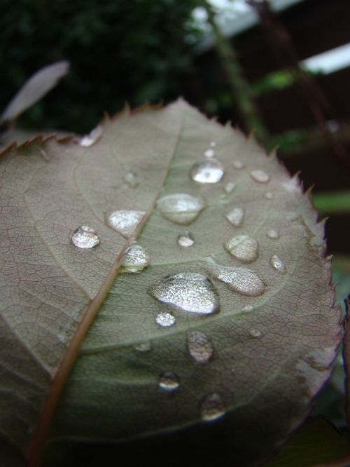 water droplets leaf