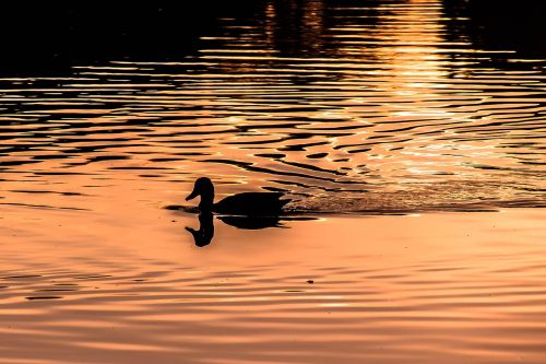 water wave in evening light