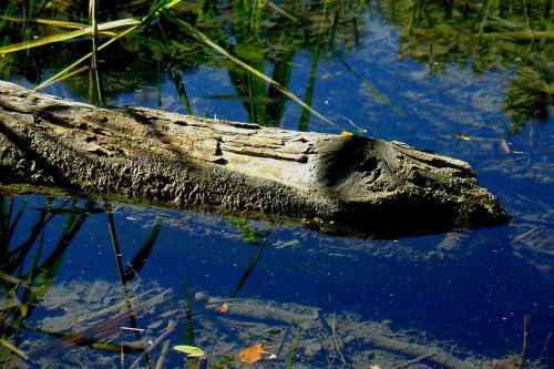 water pond lake