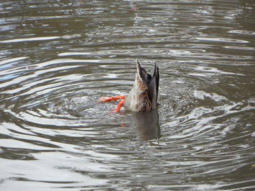 water duck rump
