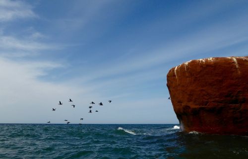 water rock birds