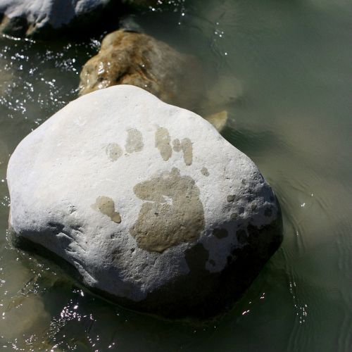 water rock footprint