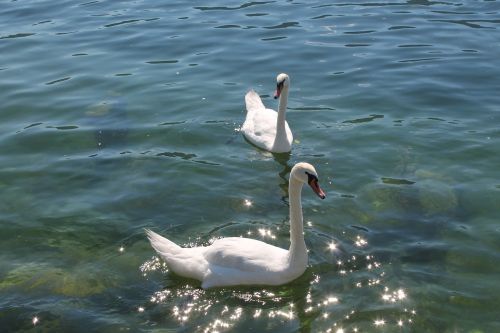 water swan lake