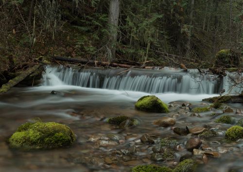 water nature moss