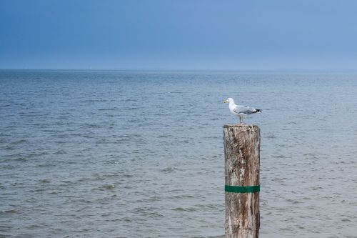 water sea beach