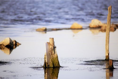 water wood nature