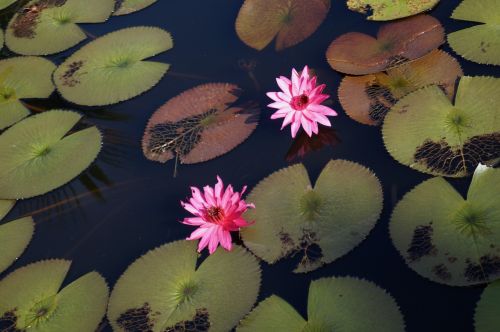 water water lily natural