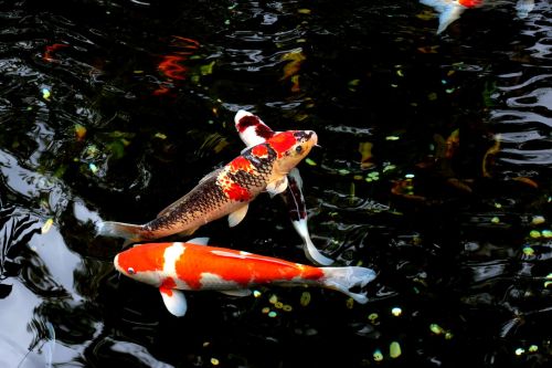 water fish japan