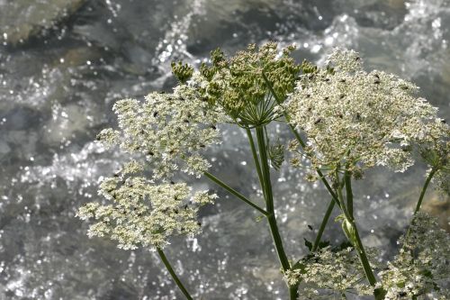 water flowers nature