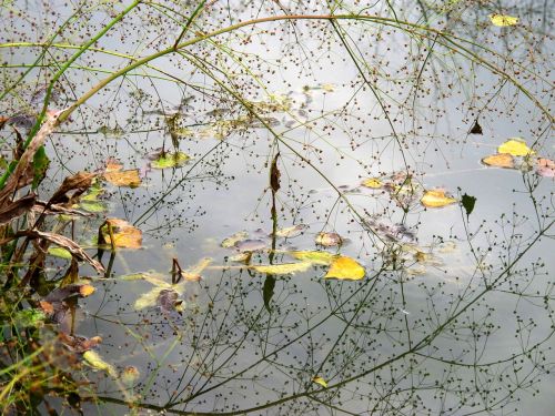 water nature mirroring