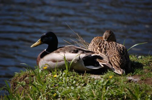 water drake duck