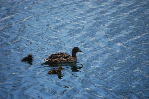 water ducks birds