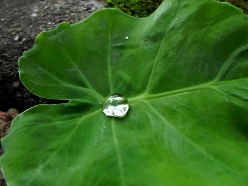 water drops leaves