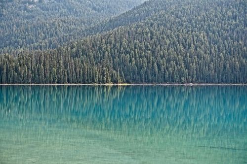 water forest shore reflection