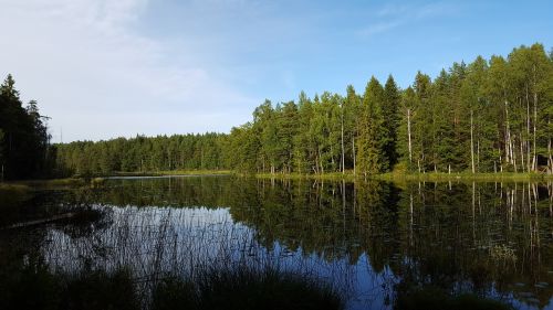 water forest sweden