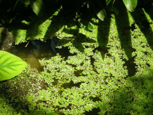 water nature pond