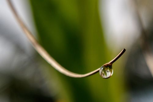 water drop twig