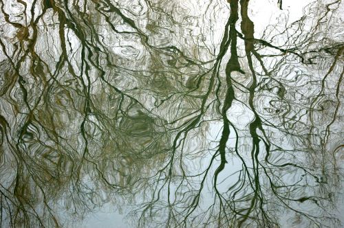 water tree reflection