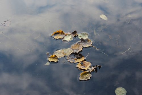 water leaves autumn