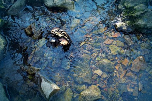 water stream creek