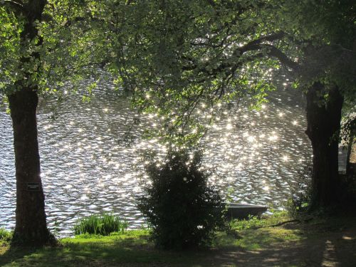 water sparkle tree