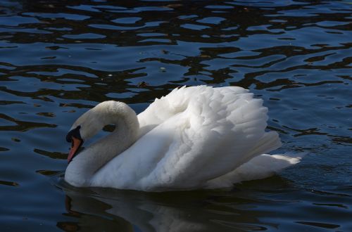 water swan water bird