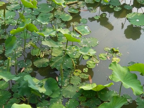 water green charge pond