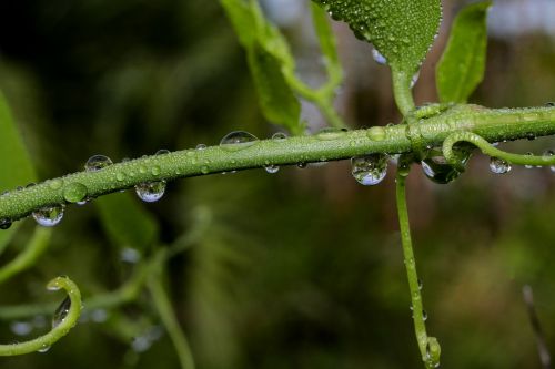 water drops nature