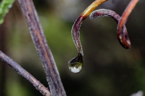 water drops nature