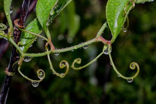 water drops nature