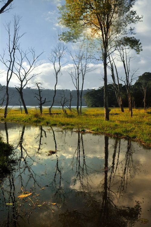 water tree mood