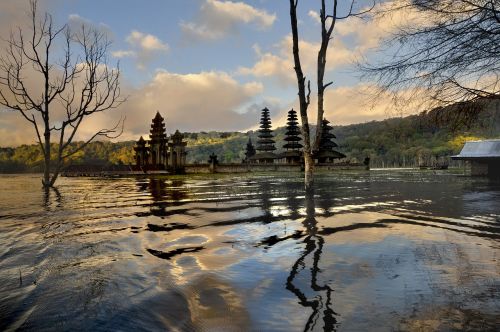 water tree mood