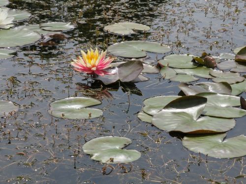 water waterlily lily