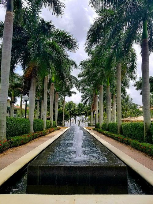 water fountain palms