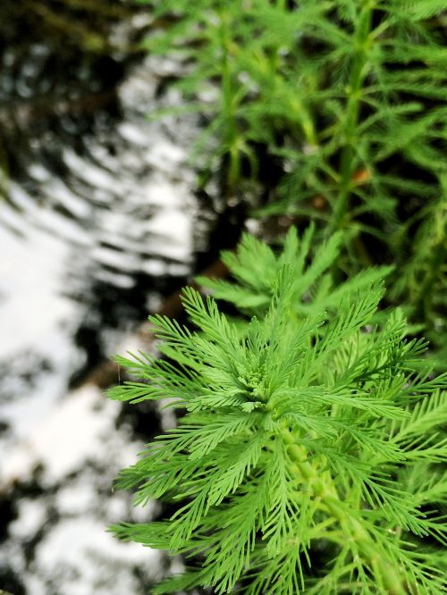 water green plant