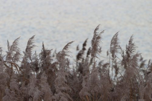 water reed lake