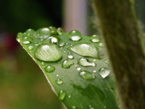 water droplets leaf